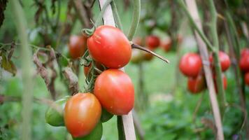 maduro tomate plantar crescendo dentro jardim. fresco grupo do vermelho natural tomates em ramo dentro orgânico vegetal jardim. orgânico agricultura, saudável comida, , costas para natureza conceito.jardinagem tomate fotografia foto