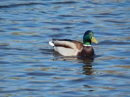 patos nadando na água foto