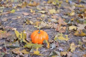pequena abóbora de outono para o halloween na floresta foto