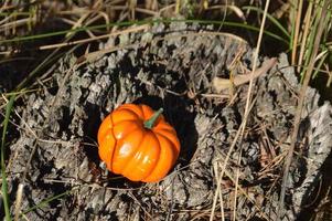 pequena abóbora de outono para o halloween na floresta foto