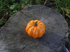 pequena abóbora de outono para o halloween na floresta foto