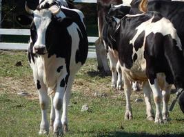 vacas pastando em um paddock em uma pastagem em um rebanho foto