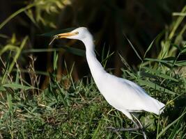 pássaro, por conta própria, casmerodius alvo, ampla branco garganta pássaro egretta alba ardeid, animais selvagens fotografia foto