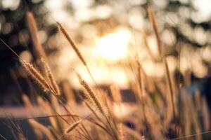 fechar-se dourado Relva Prado às pôr do sol foto