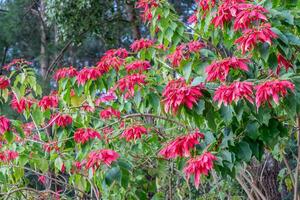 poinsétia, natal árvore vermelho pétala verde folha foto