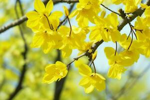 ai gerado amarelo Primavera folhas, galhos, e flores fundo. pró foto