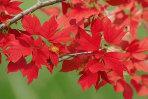 ai gerado vermelho Primavera folhas, galhos, e flores fundo. pró foto