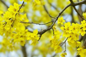 ai gerado amarelo Primavera folhas, galhos, e flores fundo. pró foto