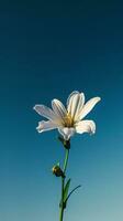 ai gerado uma solteiro branco flor com uma azul céu dentro a fundo foto