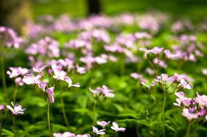 chão da floresta no início da primavera com flores violetas de dentaria quinquefolia foto