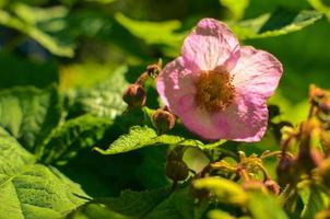 flor de cerejeira na primavera, lindas flores cor de rosa foto