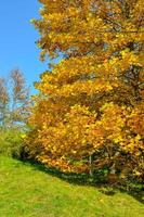 folhas amarelo-laranja-vermelho-amarelo-verde de magnólia, conceito de natureza para design foto