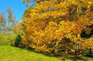 folhas amarelo-laranja-vermelho-amarelo-verde de magnólia, conceito de natureza para design foto