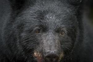 rosto de urso preto closeup foto