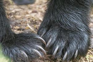 close up de garras de urso preto foto