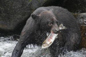 pescando urso preto, anan creek, alaska foto