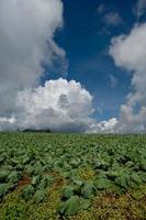 grande fazenda de repolho na montanha e no céu foto