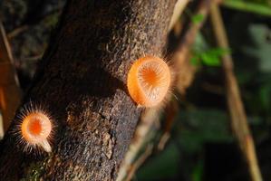 lindo cogumelo rosa champanhe na floresta tropical, Tailândia foto