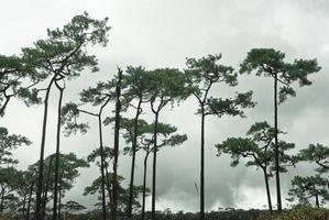 floresta de pinheiros na névoa foto