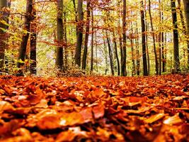 muitos do seco outono bordo folhas caído em a terra cercado de alta árvores em uma borrado fundo foto