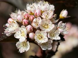 comum casca de nove, fisocarpo opulifolius foto