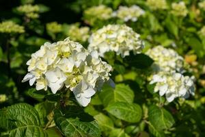 penny mac, hortênsia macrophylla foto