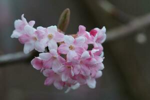 viburno, flores do a jardins foto