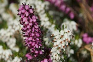 ling, calluna vulgar foto