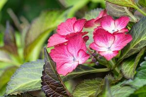 penny mac, hortênsia macrophylla foto