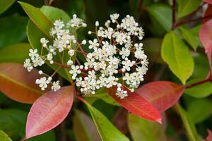 fotínia, photinia fraseri foto