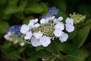 penny mac, hortênsia macrophylla foto