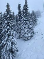 inverno panorama com Nevado montanhas e árvores surpreendente inverno fundo foto