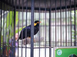 uma comum Colina myna grácula religiosa é empoleirar-se dentro a jaula, borrado fundo. uma Preto pássaro foto