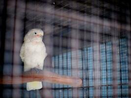 a cacatua cacatuidae este estão agarrando ou empoleirado em a ferro cerca parede do a cela foto