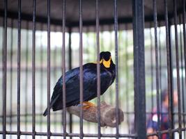 uma comum Colina myna grácula religiosa é empoleirar-se dentro a jaula, borrado fundo. uma Preto pássaro foto