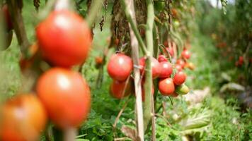 maduro tomate plantar crescendo dentro jardim. fresco grupo do vermelho natural tomates em ramo dentro orgânico vegetal jardim. orgânico agricultura, saudável comida, , costas para natureza conceito.jardinagem tomate fotografia foto