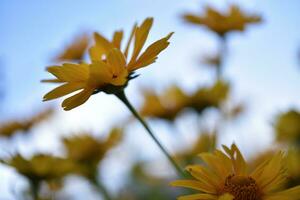 a asteraceae família. ampla amarelo flores girassol. foto