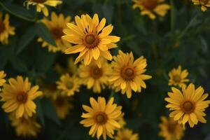 a asteraceae família. ampla amarelo flores girassol. foto