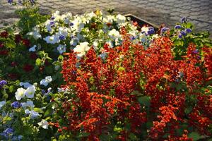 vermelho sálvia e petúnia flores em uma flor cama dentro a tarde dentro a cidade. uma lindo flor cama dentro a cidade. foto