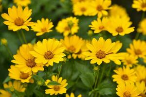 a asteraceae família. ampla amarelo flores girassol. foto