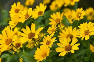 a asteraceae família. ampla amarelo flores girassol. foto