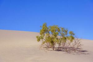 verde arbustos dentro a deserto foto