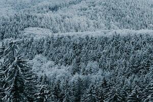 neve coberto Natal árvores dentro a floresta foto