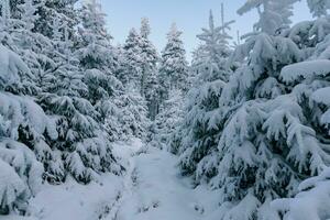 profundo inverno floresta coberto com neve foto