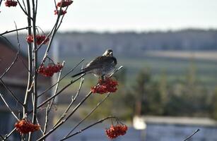 uma migratório pássaro feeds em uma Rowan árvore. a cinzento pequeno pássaro é comendo bagas. foto