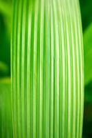 natural verde floral fundo - textura do Largo folhas do tropical plantar foto