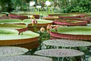 flutuando folhas e florescendo broto do uma gigante água lírio victoria amazonica foto