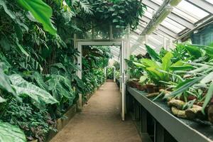 interior do uma ampla estufa com uma coleção do tropical plantas foto