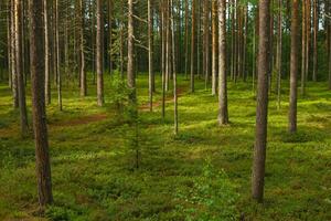 floresta paisagem, Visão do uma boreal pinho floresta com uma caminho entre a musgo foto