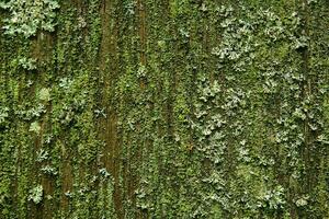 velho de madeira parede coberto com mofo, musgo e líquenes foto